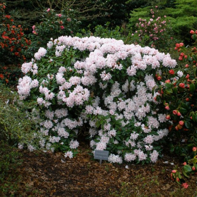 Rhododendron Christmas Cheer - Buy Christmas Cheer Rhododendrons Online -  Millais Nurseries