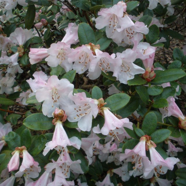 Rhododendron Cilpinense  AGM
