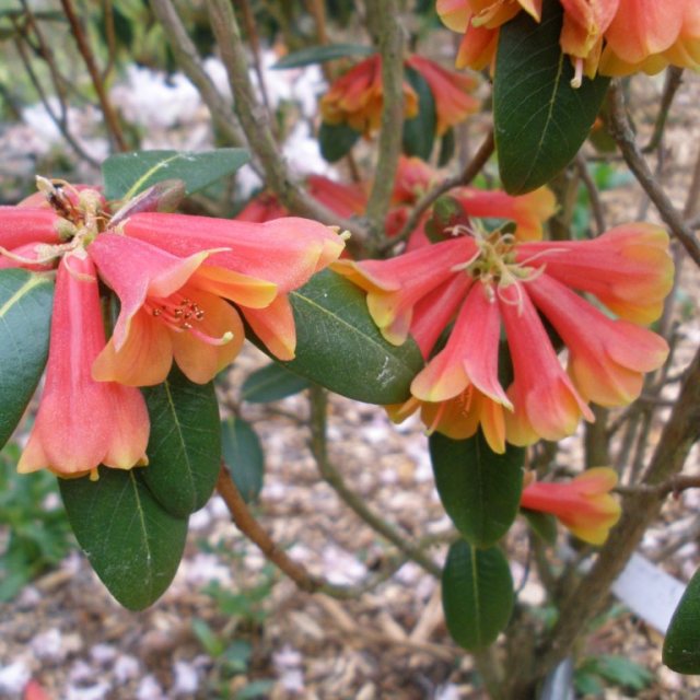 Rhododendron cinnabarinum 'Nepal'  LSH 21283