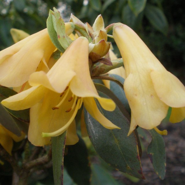 Rhododendron cinnabarinum xanthocodon