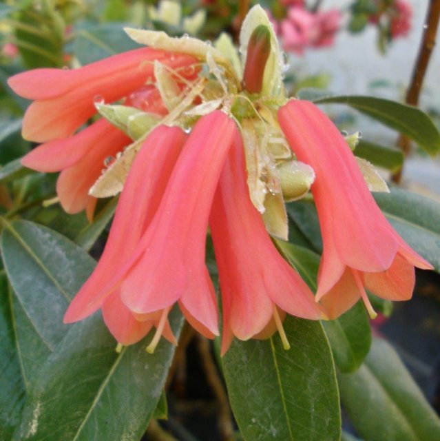 Rhododendron Cinnkeys Minterne