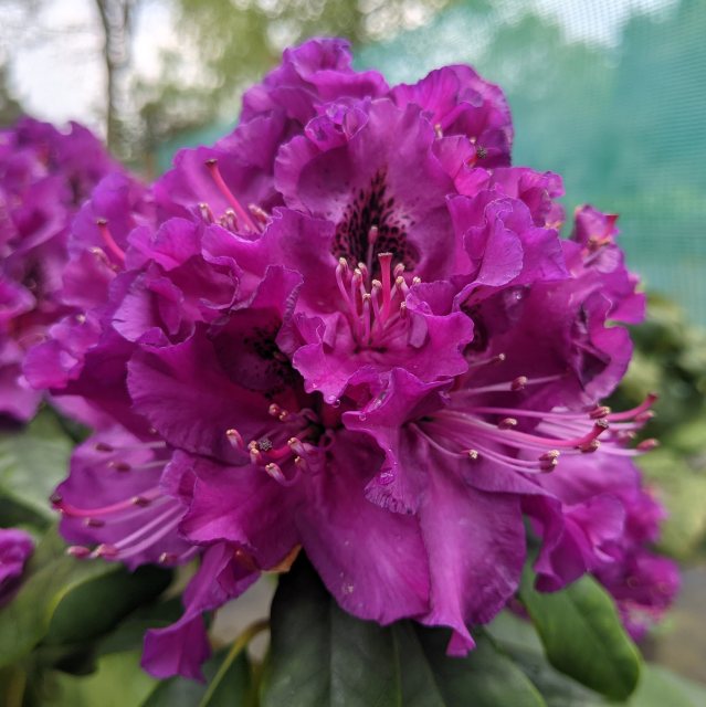 Rhododendron Colonel Coen
