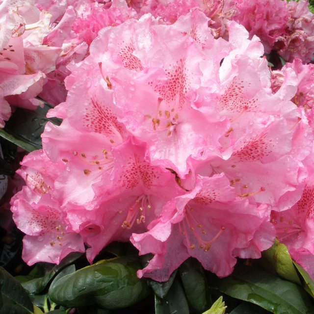 Rhododendron Constanze