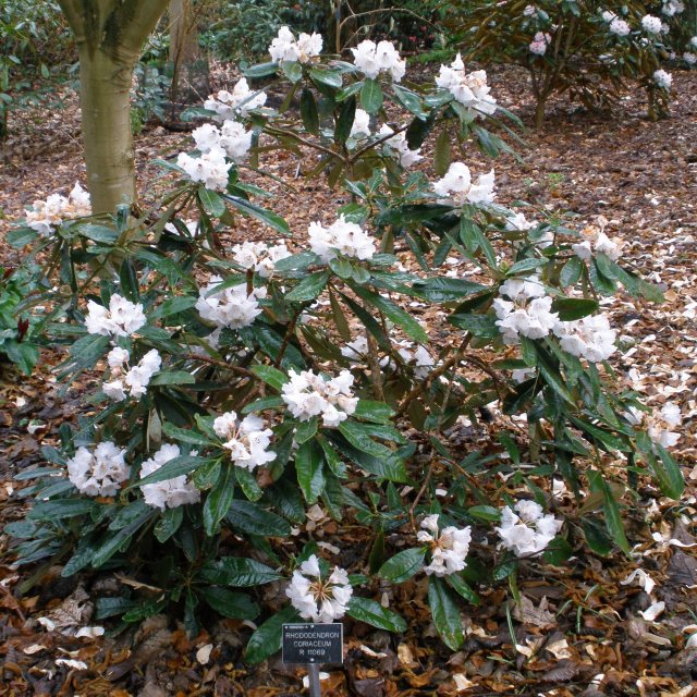 Rhododendron coriaceum - Buy Rhododendron coriaceum online - Millais  Nurseries