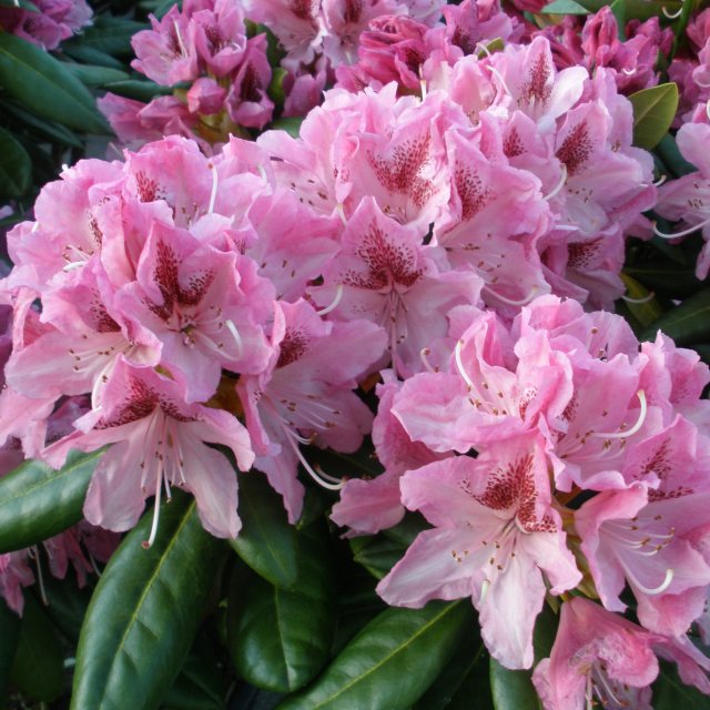 Rhododendron Cosmopolitan - Buy Cosmopolitan Rhododendrons Online - Millais  Nurseries
