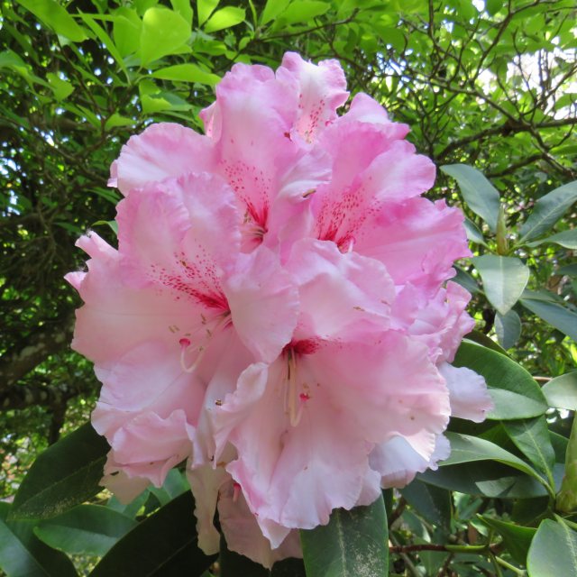 Rhododendron Cotton Candy