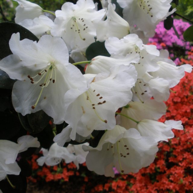 Rhododendron Cowslip AGM