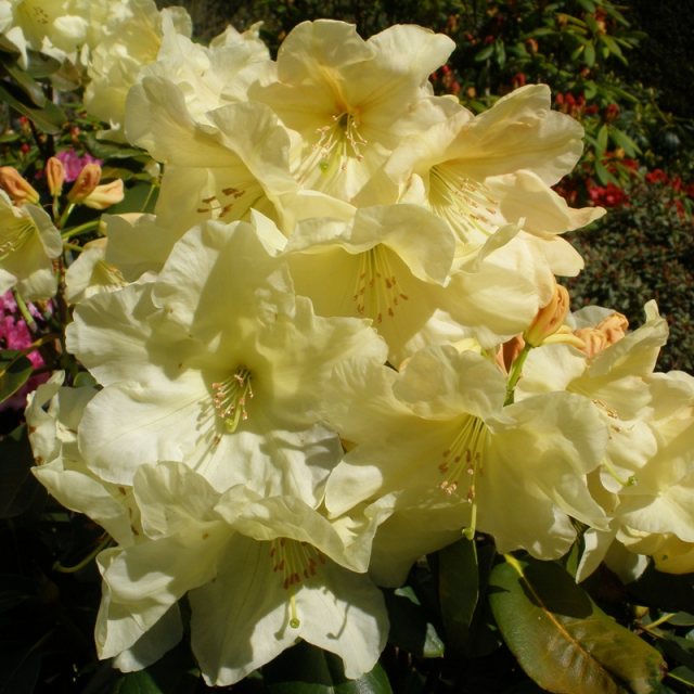 Rhododendron Crest  AGM