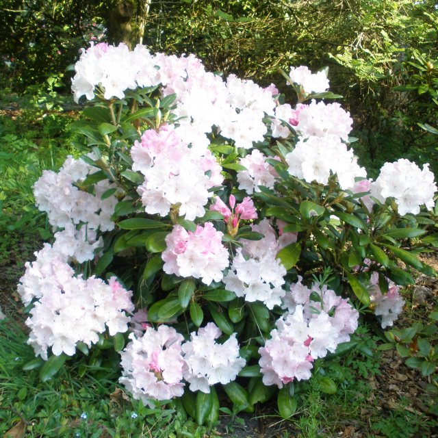 podocarpus macrophyllus var maki Podocarpus Maki – ShopTropicals