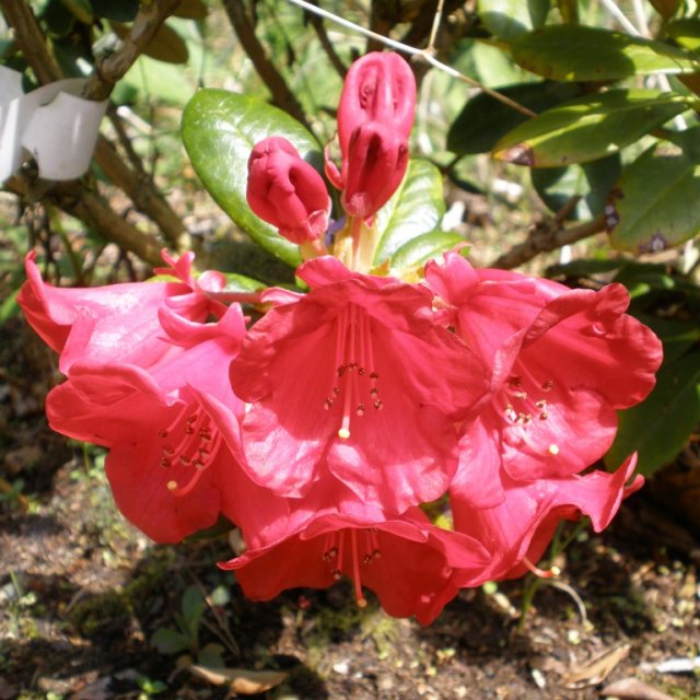 Rhododendron Crimson Pippin