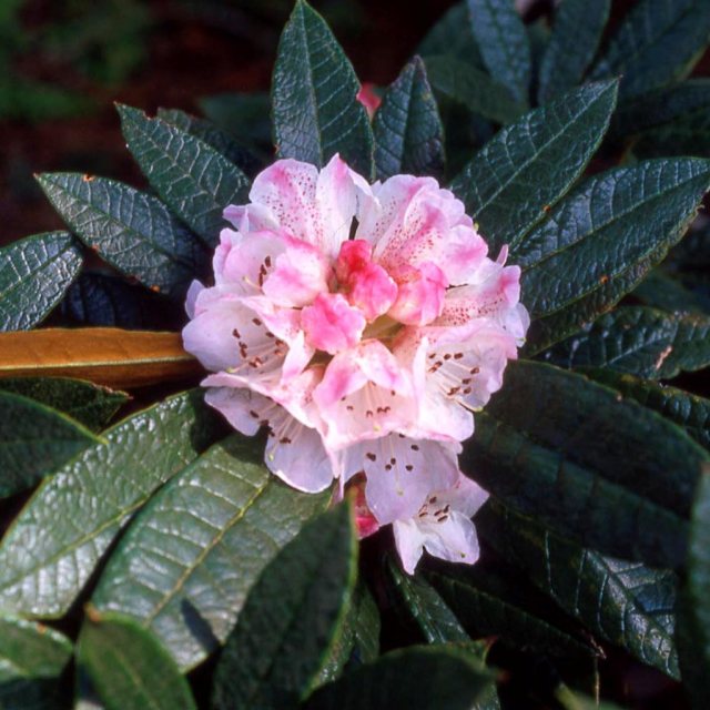 Rhododendron crinigerum