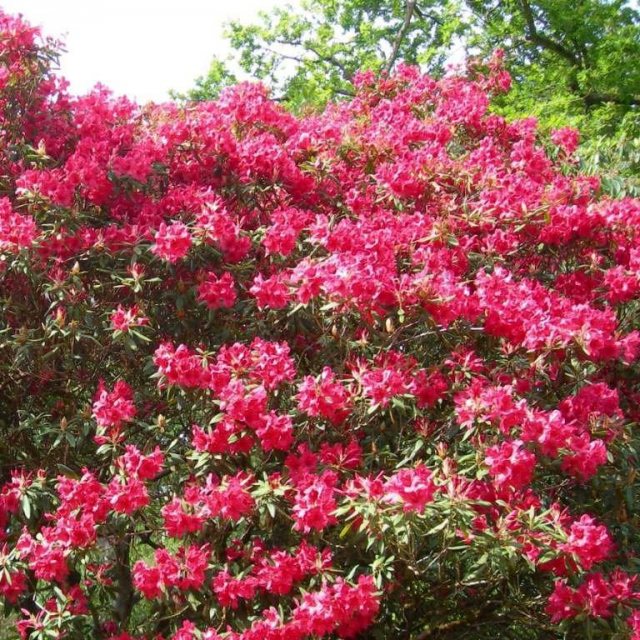 Rhododendron Damozel