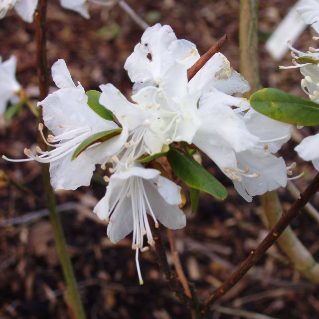 Rhododendron dauricum 'Hokkaido'