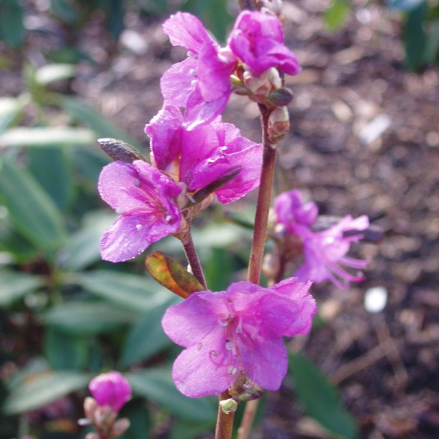 Rhododendron dauricum 'Midwinter'  AGM