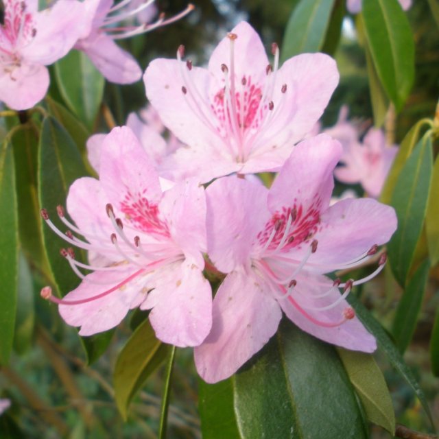 Rhododendron davidsonianum  AGM  EGM 149
