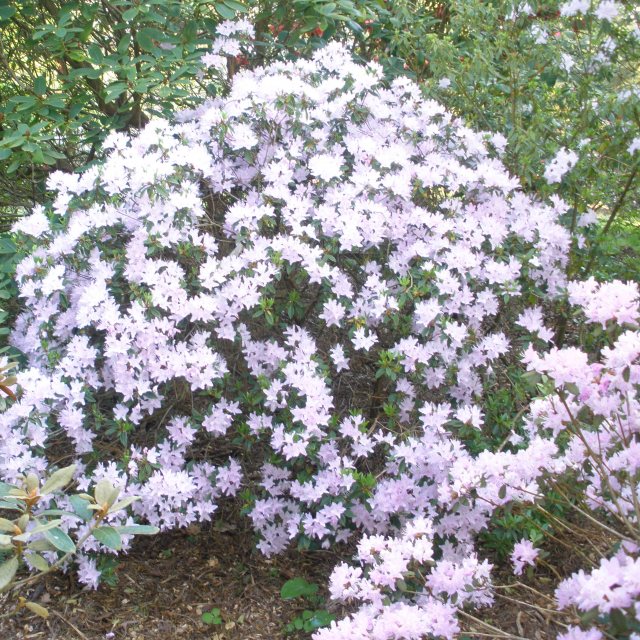 thuja occidentalis whipcord Whipcord Western Red Cedar