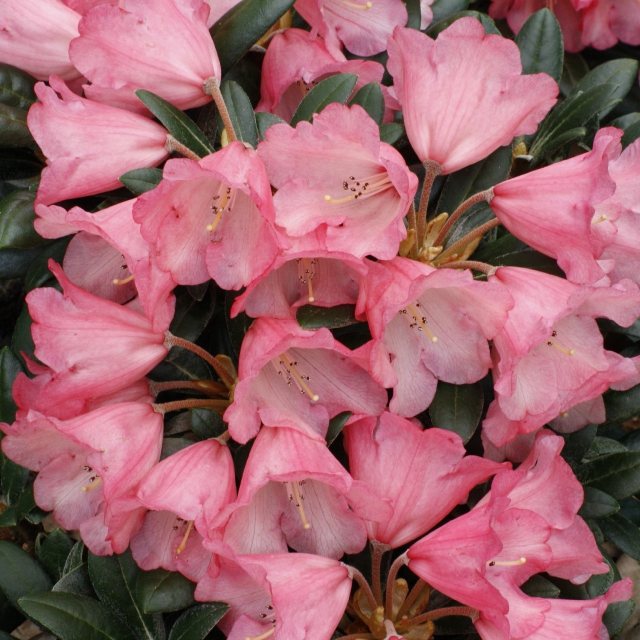 Rhododendron Debbie Dane