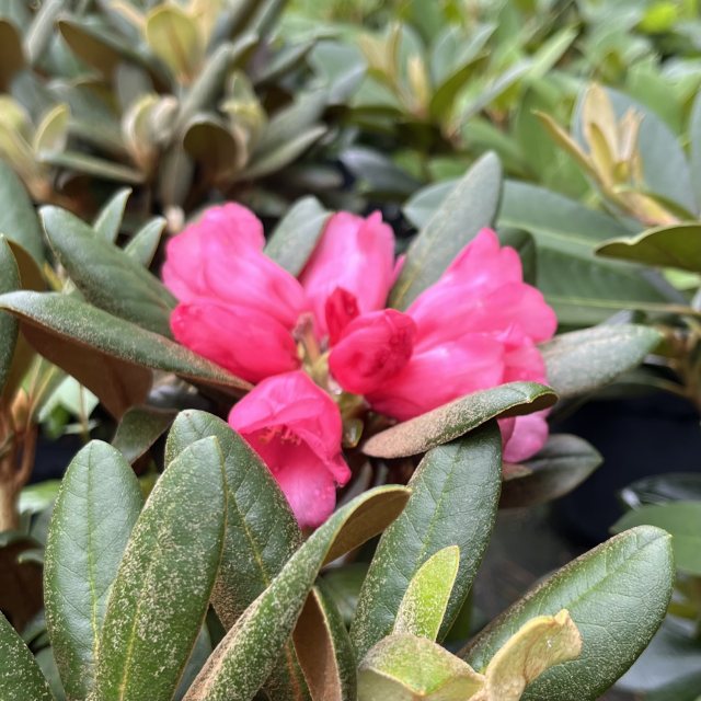 Rhododendron Debbie Dane - Millais Nurseries