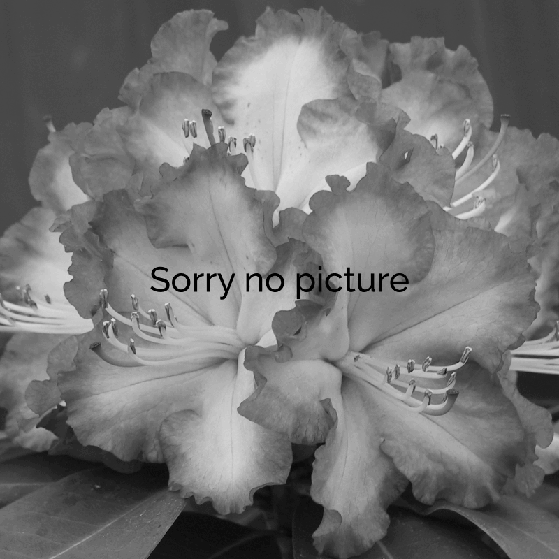 No image available