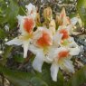 Azaleodendron Glory of Littleworth