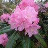 Rhododendron degronianum heptamerum 'Ho Emma'