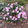 Rhododendron degronianum heptamerum 'Ho Emma'