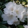 Rhododendron degronianum heptamerum 'Oki Koki'