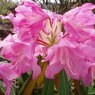 Rhododendron degronianum 'Rae's Delight'