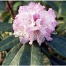 Rhododendron denudatum  EGM 294