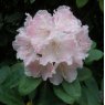 Rhododendron Doc