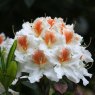 Azaleodendron Glory of Littleworth