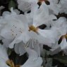 Rhododendron Dora Amateis  AGM
