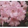 Rhododendron Dormouse