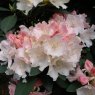 Rhododendron Dreamland  AGM