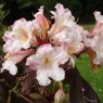 Azaleodendron Martha Isaacson