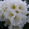 Rhododendron Dufthecke White INKARHO
