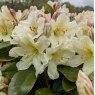 Rhododendron Dufthecke Yellow INKARHO