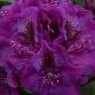 Rhododendron Edith Bosley
