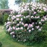 Rhododendron Eileen