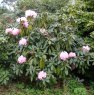 Rhododendron Endsleigh Pink