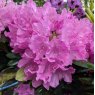 Rhododendron English Roseum