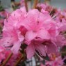 Azaleodendron Ria Hardijzer