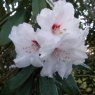 Rhododendron Exbury Calstocker