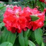 Rhododendron facetum  KR 7593