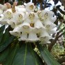 Rhododendron falconeri  AGM