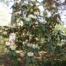 Rhododendron falconeri  AGM