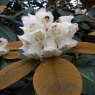 Rhododendron falconeri ssp. eximium  AGM