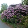 Rhododendron Fastuosum Flore Pleno  AGM