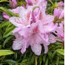 Rhododendron Filigran (Filigree)