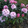 Rhododendron Flanagans Daughter
